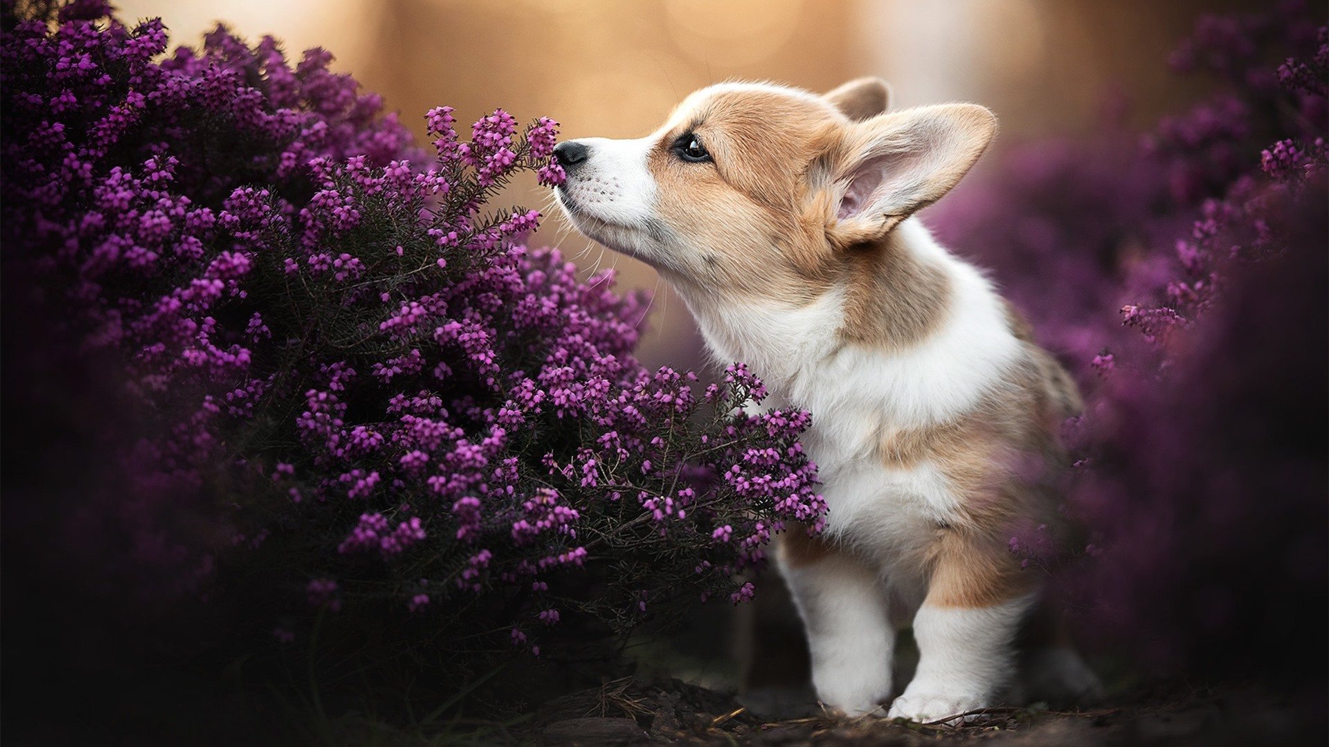 中国足球青训体系全面升级,培养未来世界级球员,中国足球青训体制