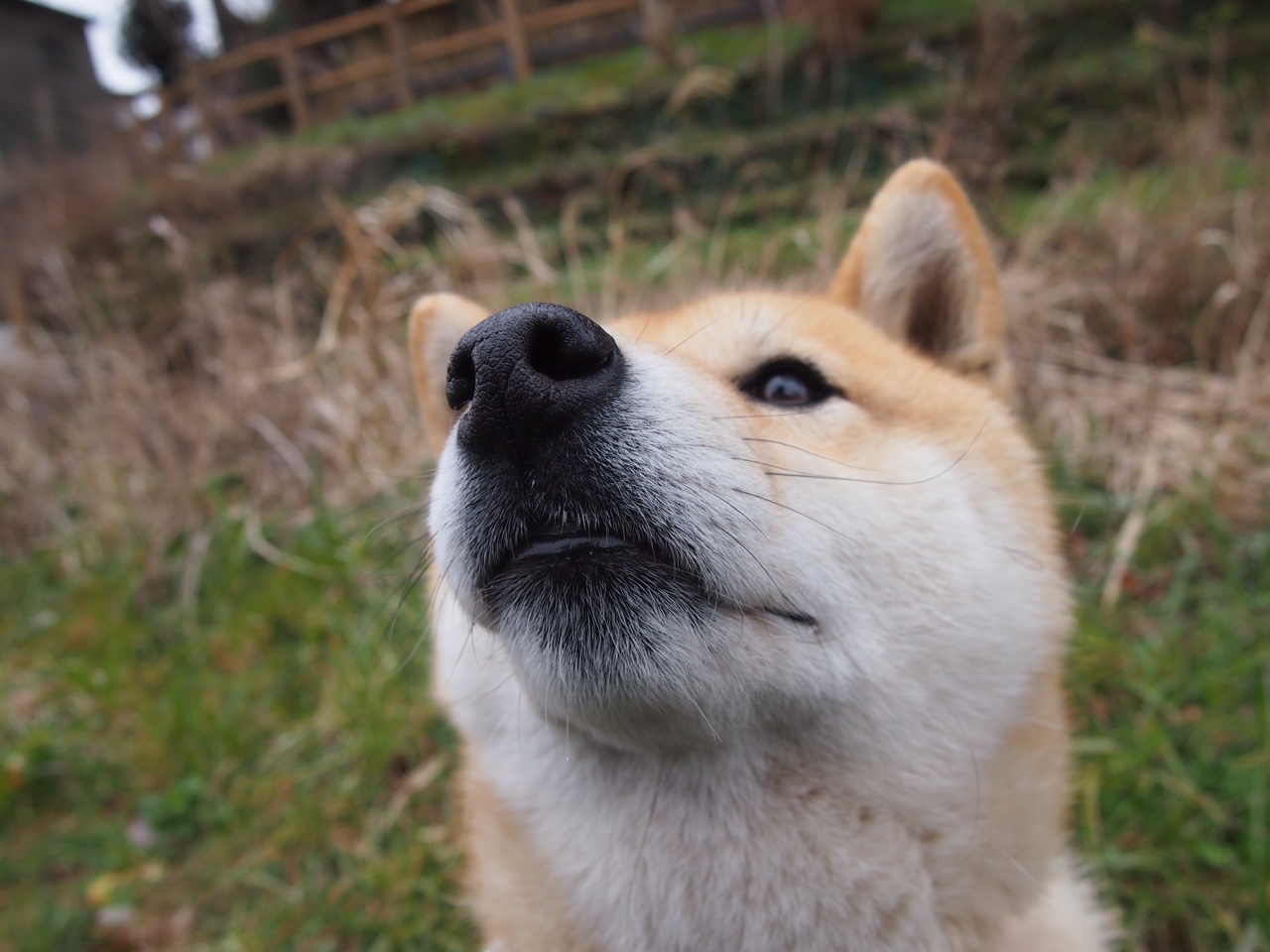 伊朗马术协会建立马匹基因数据库，促进马匹选育与训练。，伊朗马球