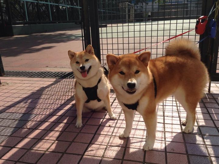 塞内加尔骑手马马杜·巴在非洲马术锦标赛上首次亮相即夺得障碍赛银牌，表现出色。