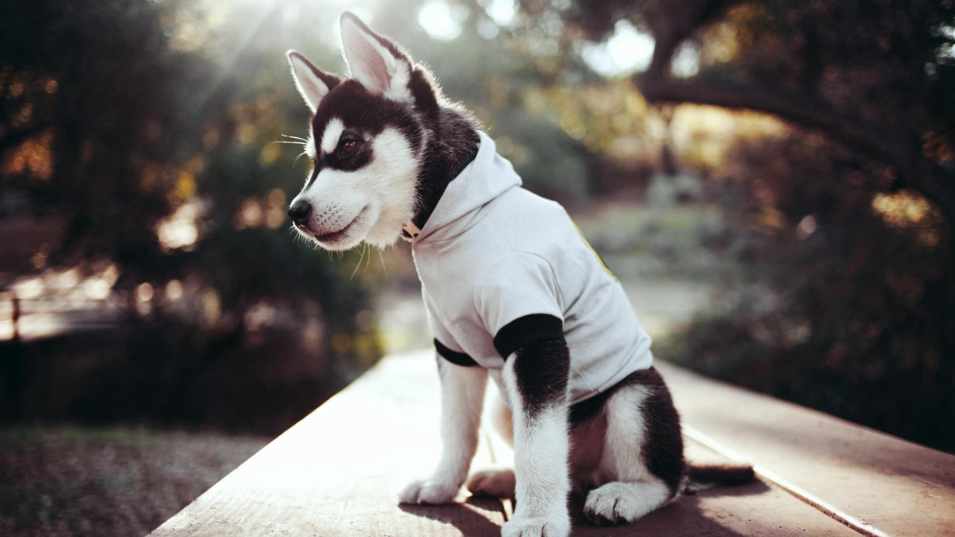 史上最不可思议的“黑马团队”逆袭记,黑马诞生 完美逆袭