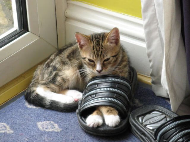 国际足球专家赴华调研，为中国足球建言献策，国际足球专家赴华调研,为中国足球建言献策的是谁